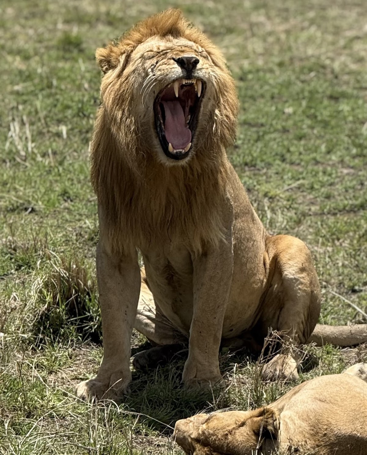 Serengeti Wakanda Tours and Safaris — tour operator in Njiro Rd, Tanzania – photo 4