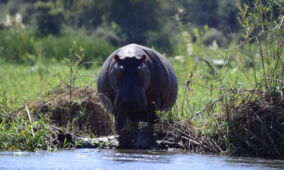 Absolute Zambia Safaris- Tour Operator & Travel agency in Zambia — tour operator in Moth Area, Zambia – photo 3
