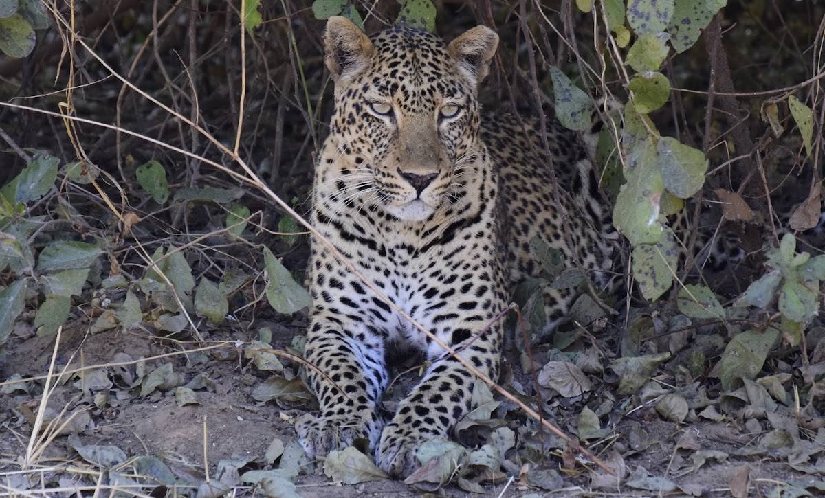 Absolute Zambia Safaris- Tour Operator & Travel agency in Zambia — tour operator in Moth Area, Zambia – photo 2