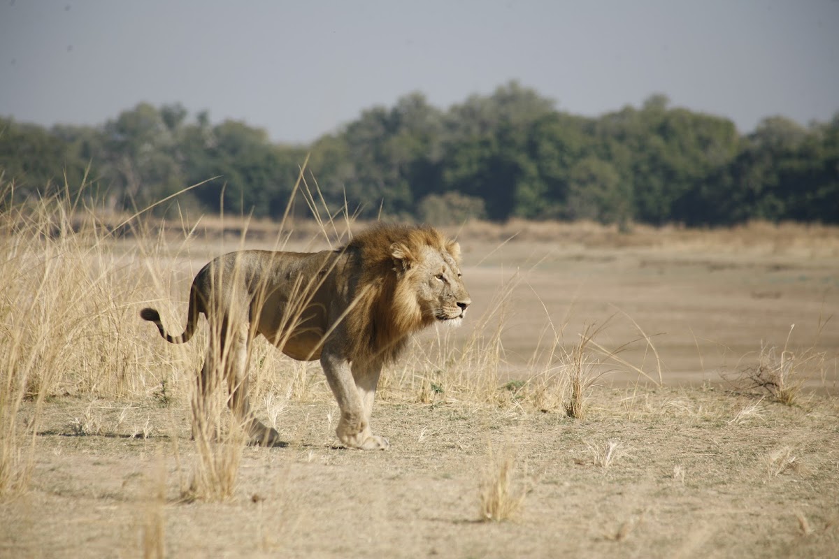 Absolute Zambia Safaris- Tour Operator & Travel agency in Zambia — tour operator in Moth Area, Zambia – photo 1