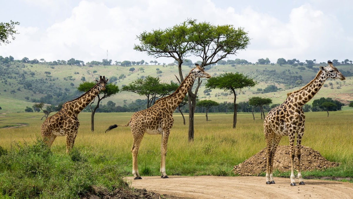Lamara Tourism and Travel Agency Ltd — tour operator in West Wing, Kenya – photo 2