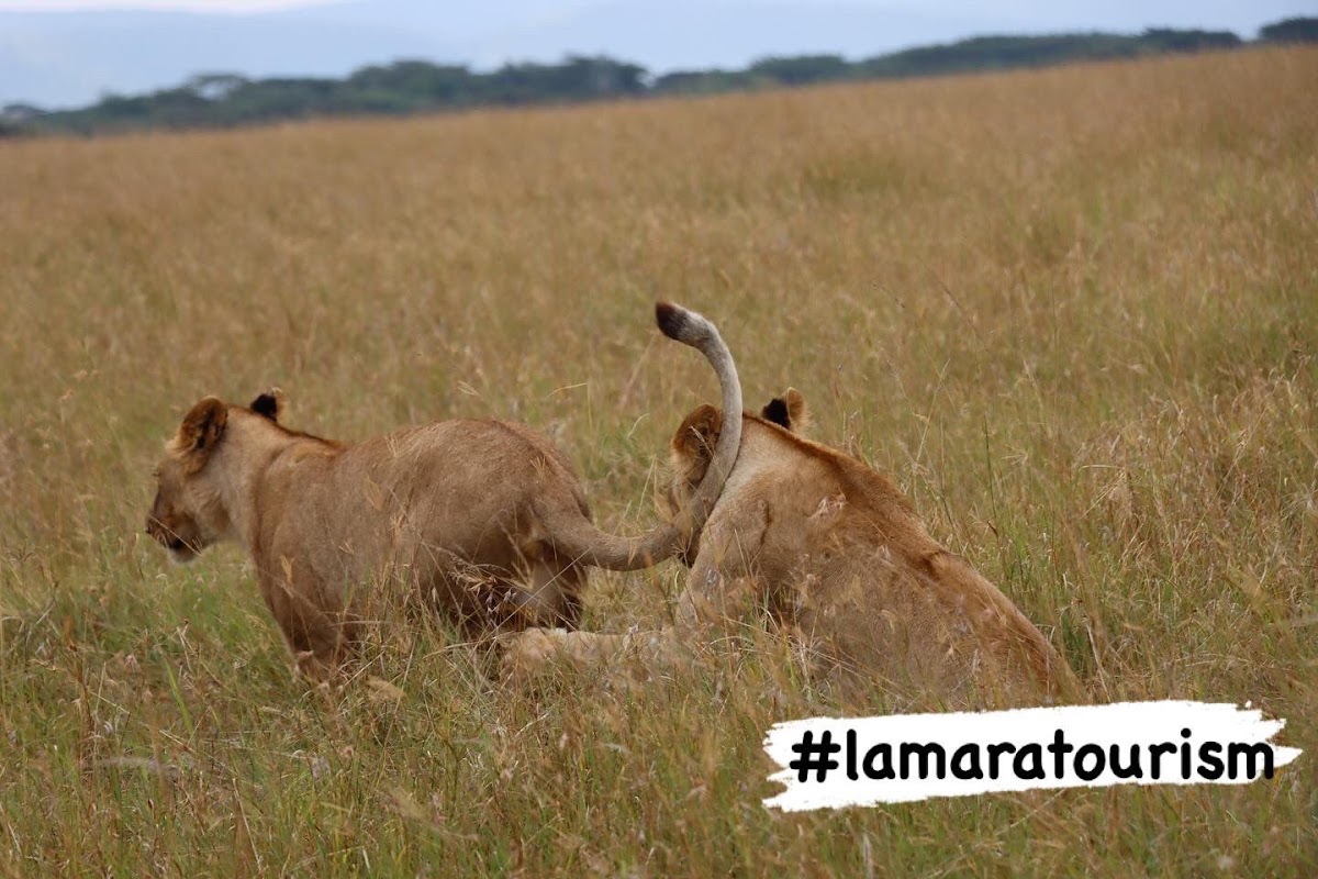 Lamara Tourism and Travel Agency Ltd — tour operator in West Wing, Kenya – photo 6