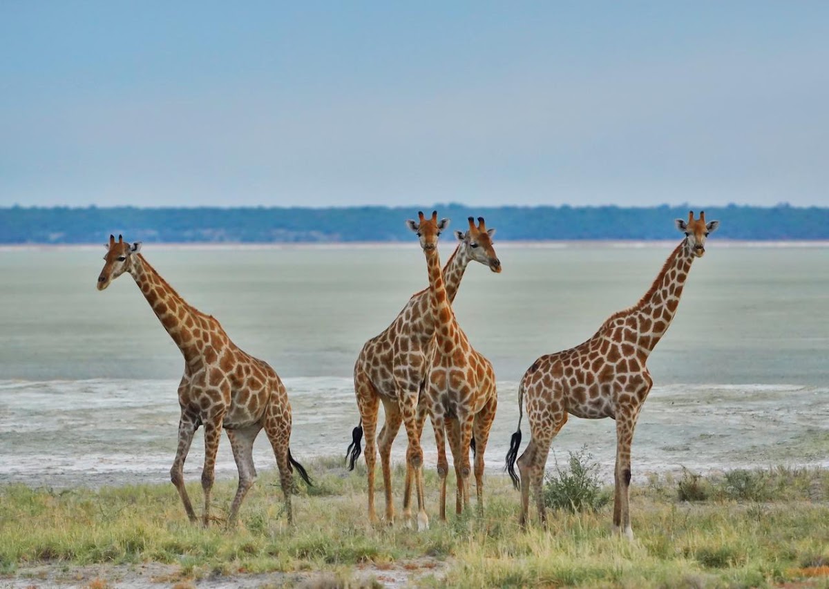 Kenya Incentives Tours and Safaris Limited (KITS) — tour operator in Room 401 Mama Ngina St, Kenya – photo 5