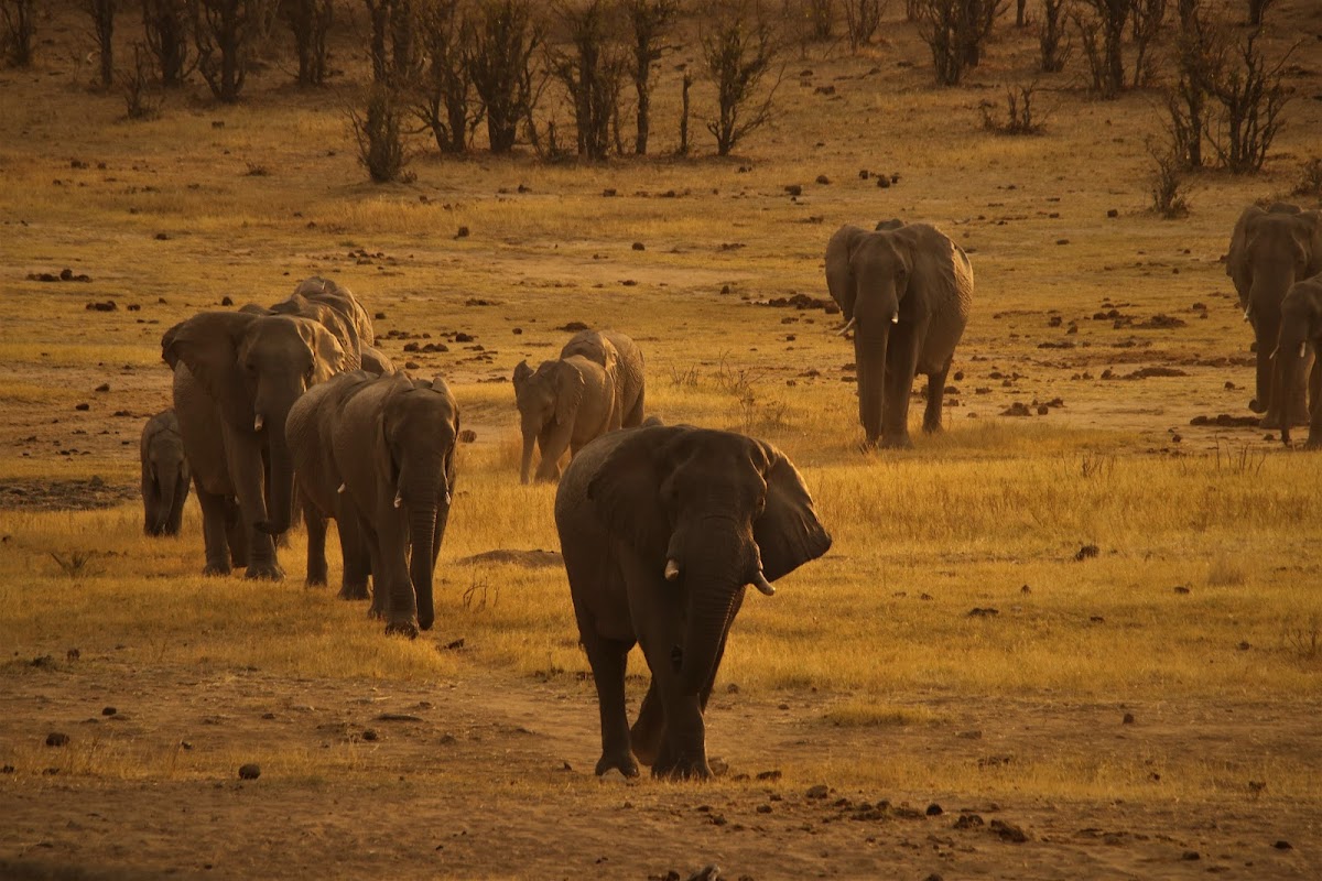 Umdingi Safaris — tour operator in Baobab Road, Zimbabwe – photo 6