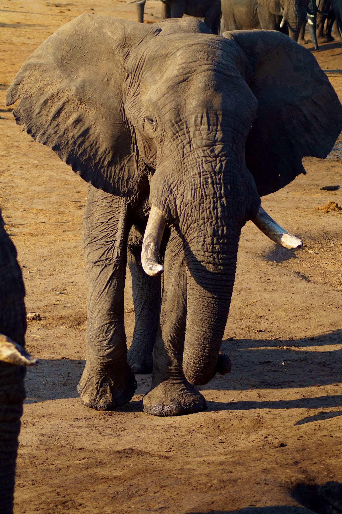 Umdingi Safaris — tour operator in Baobab Road, Zimbabwe – photo 1
