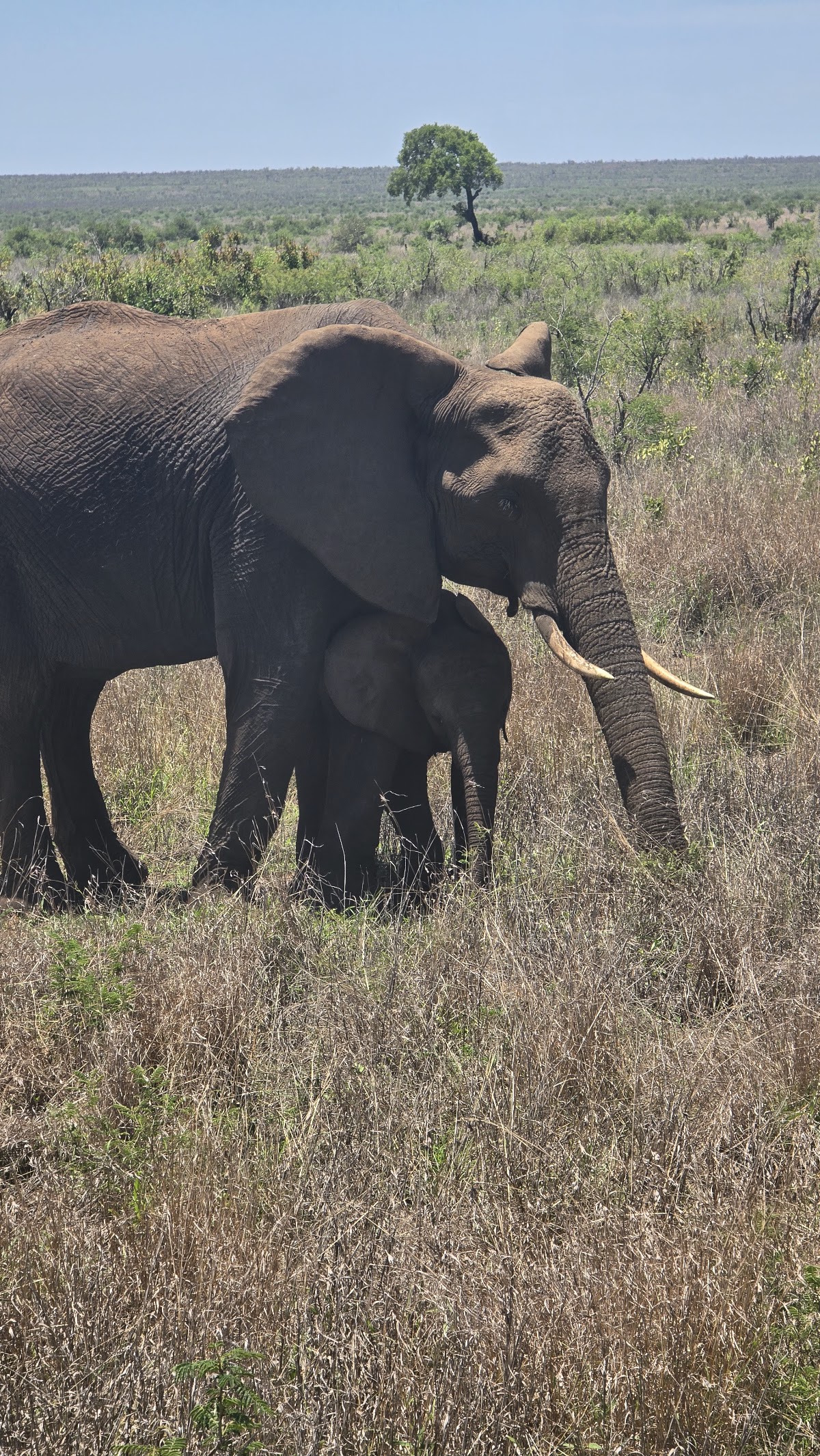24 By Seven Travel & Tours — tour operator in Johannesburg, South Africa – photo 2