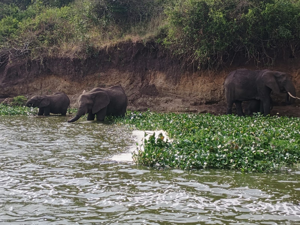 Gorilla Safaris Uganda (G S Uganda Travel) — tour operator in Bombo Rd, Uganda – photo 6