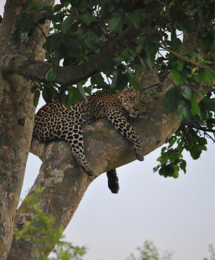Gorilla Safaris Uganda (G S Uganda Travel) — tour operator in Bombo Rd, Uganda – photo 4