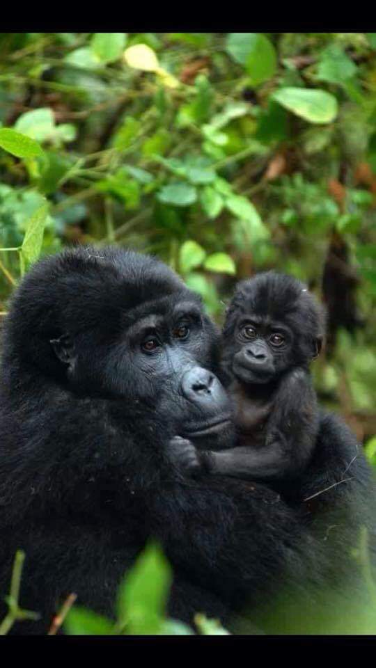 Gorilla Safaris Uganda (G S Uganda Travel) — tour operator in Bombo Rd, Uganda – photo 1