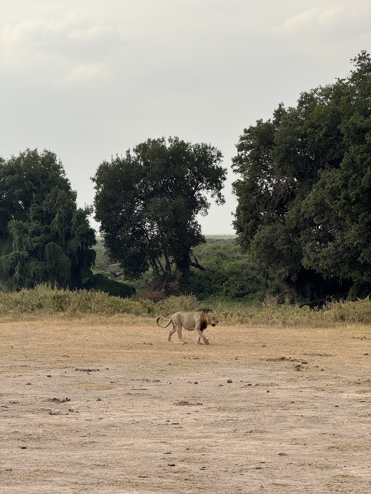 Bienvenido kenya safaris — tour operator in Airport S Rd, Kenya – photo 6