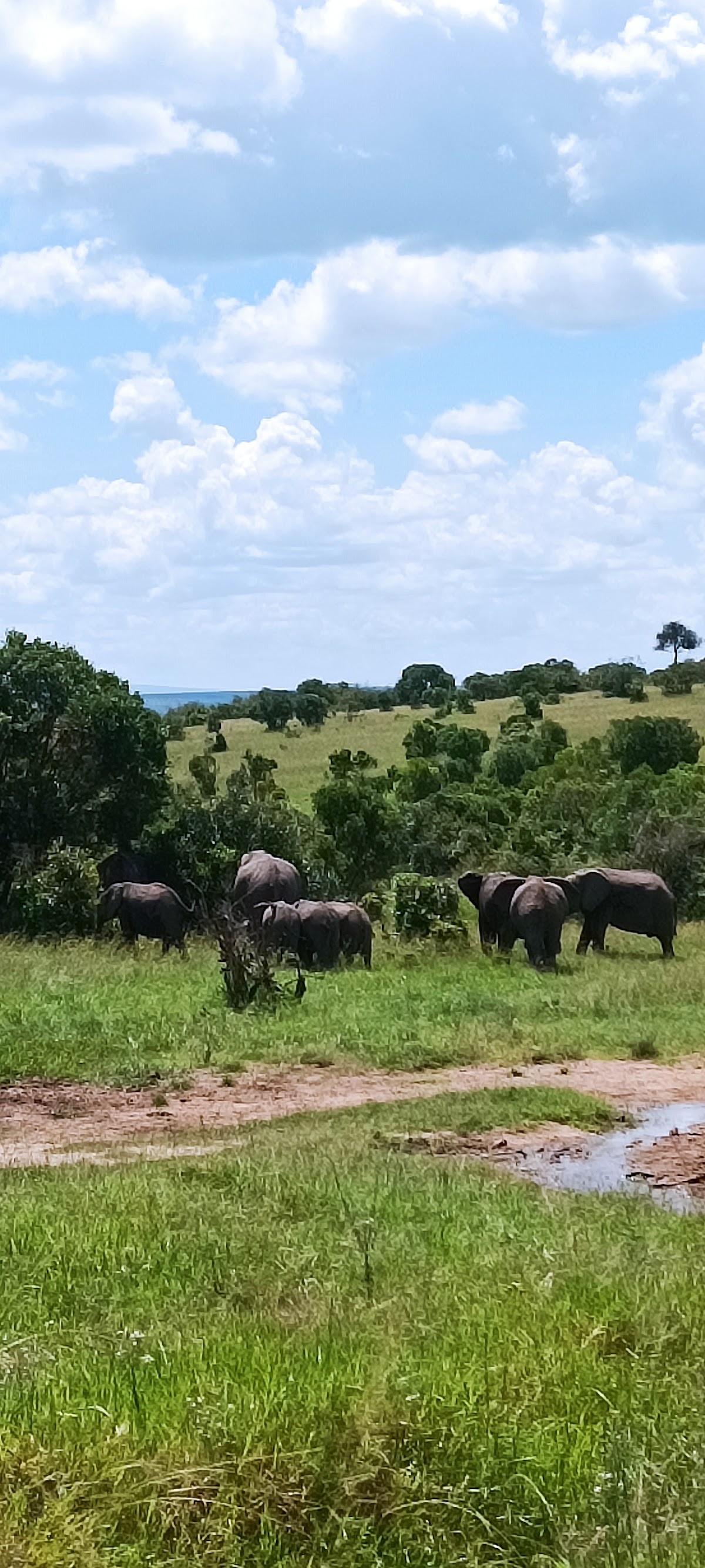 Bienvenido kenya safaris — tour operator in Airport S Rd, Kenya – photo 2