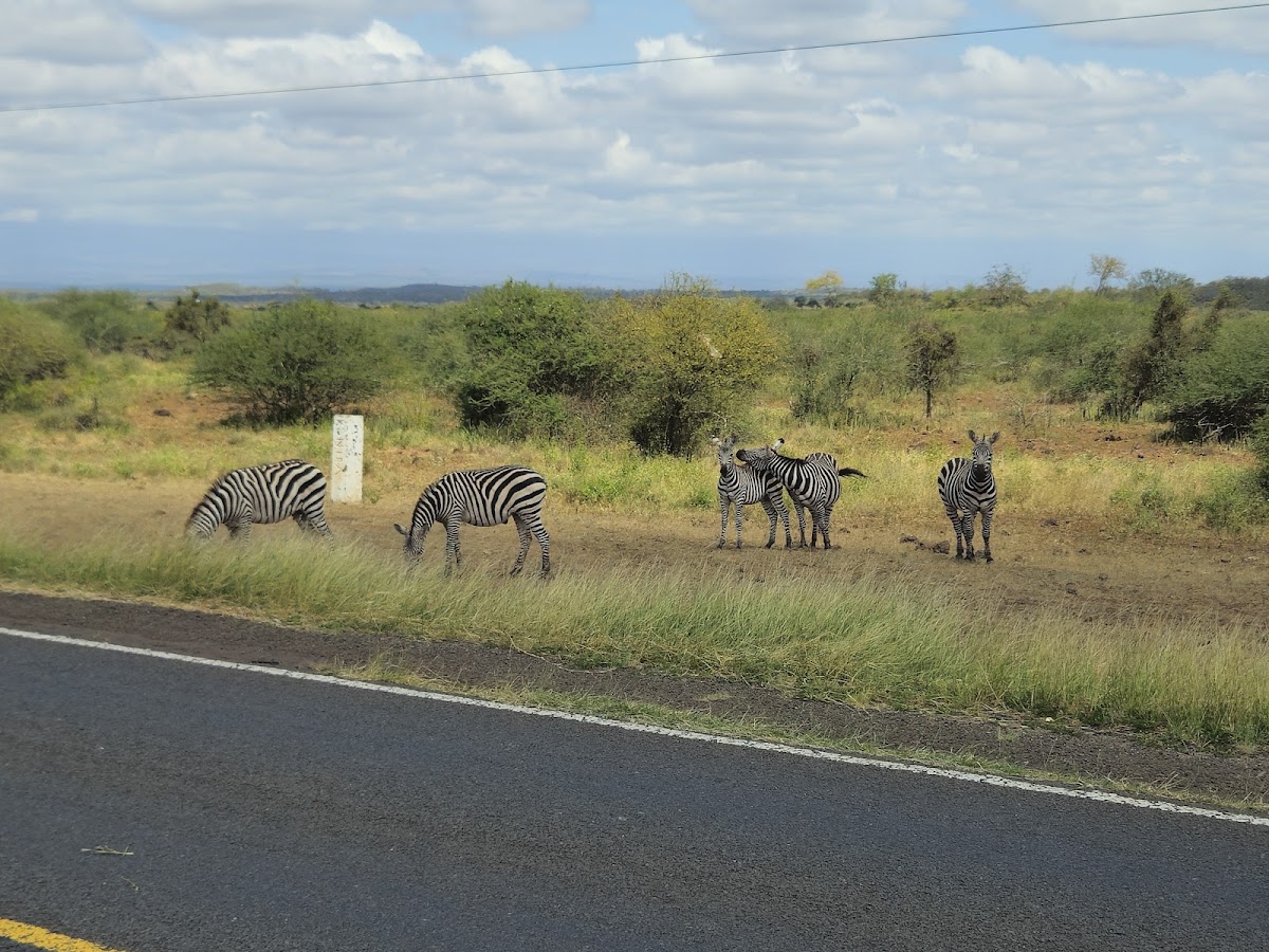 Bienvenido kenya safaris — tour operator in Airport S Rd, Kenya – photo 5