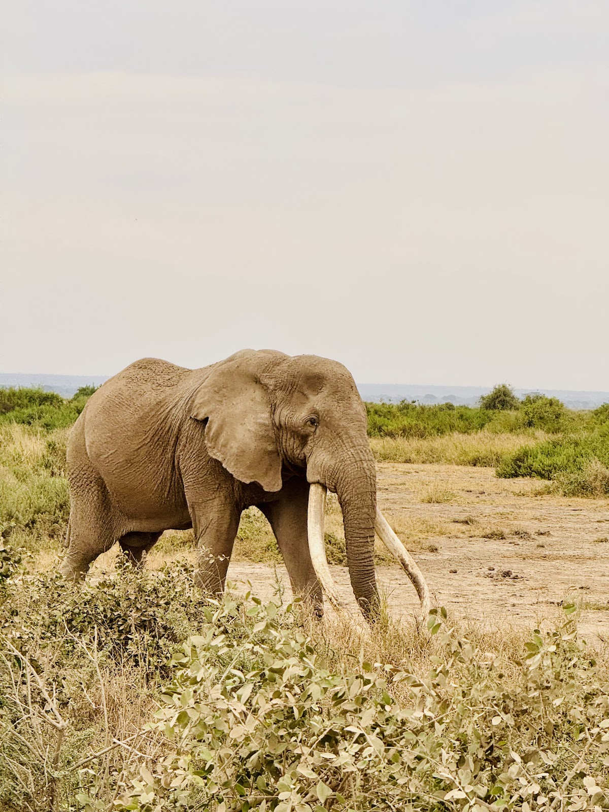 Bienvenido kenya safaris — tour operator in Airport S Rd, Kenya – photo 3