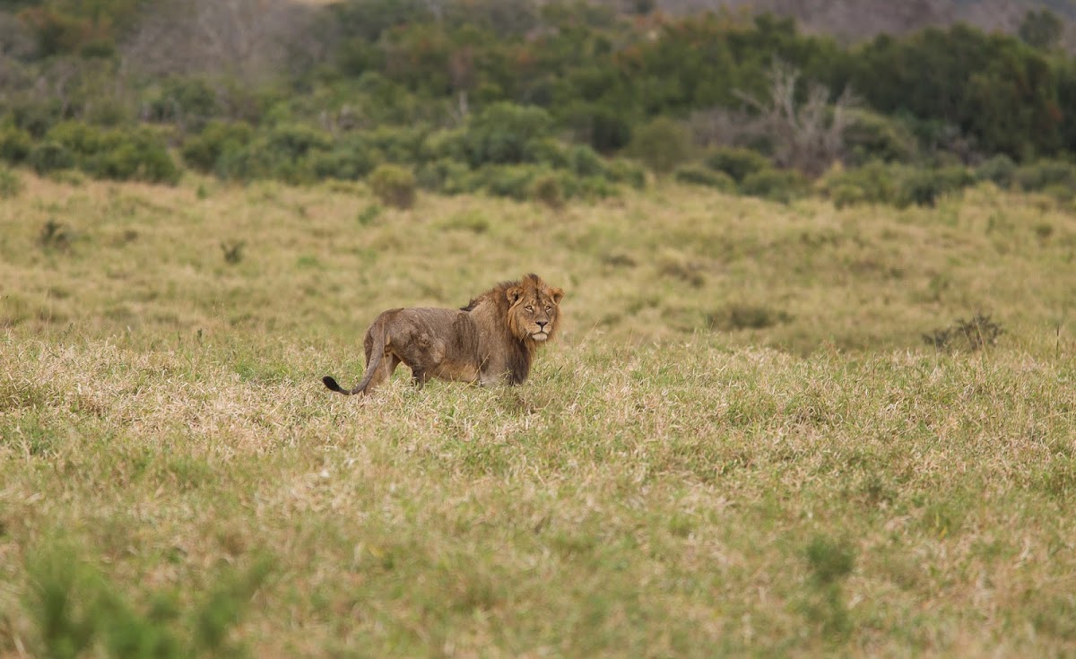 Paradise Adventure Vacations – Gorilla Trekking & Safari Experts: Uganda & East Africa Safaris | Luxury Safari & Wildlife — tour operator in Plot 140B Mobutu Road, Uganda – photo 2