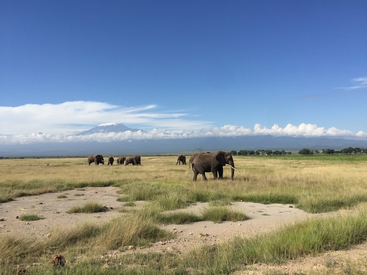 Paradise Adventure Vacations – Gorilla Trekking & Safari Experts: Uganda & East Africa Safaris | Luxury Safari & Wildlife — tour operator in Plot 140B Mobutu Road, Uganda – photo 6