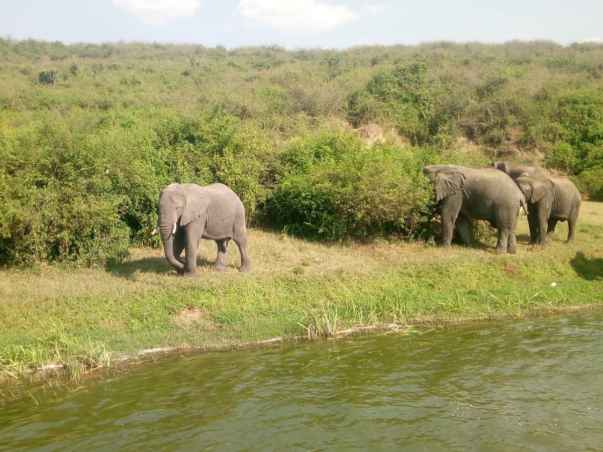 Paradise Adventure Vacations – Gorilla Trekking & Safari Experts: Uganda & East Africa Safaris | Luxury Safari & Wildlife — tour operator in Plot 140B Mobutu Road, Uganda – photo 5