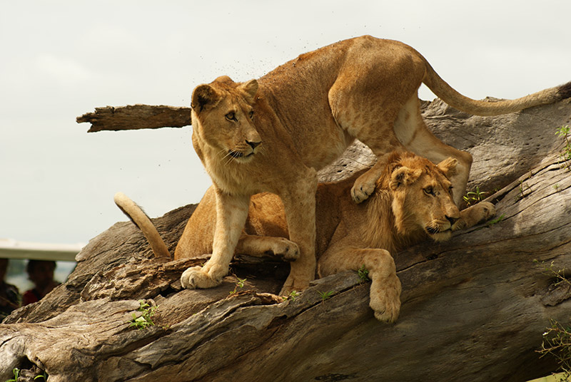 Around Africa Safaris - East Africa Safari Tour Experts — tour operator in off Nyanama Road, Uganda – photo 1