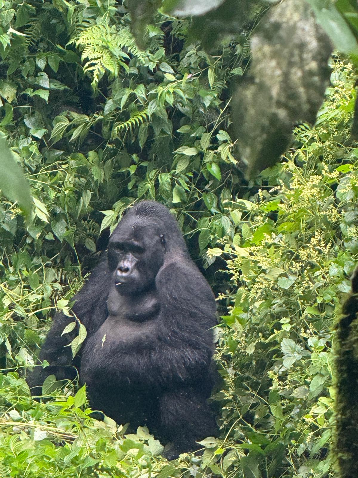 Around Africa Safaris - East Africa Safari Tour Experts — tour operator in off Nyanama Road, Uganda – photo 2