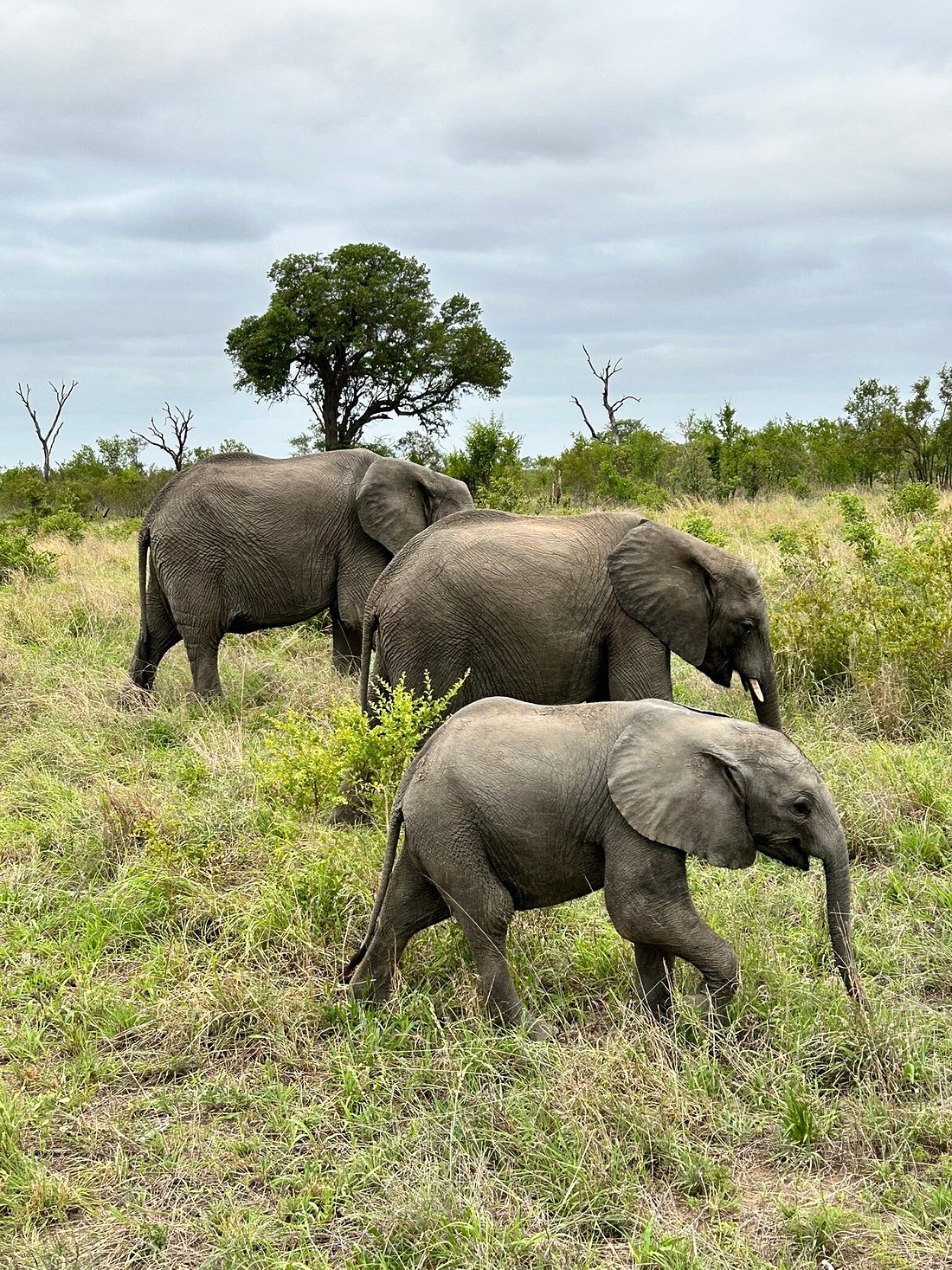 Safari.com — tour operator in Cape Town, South Africa – photo 2