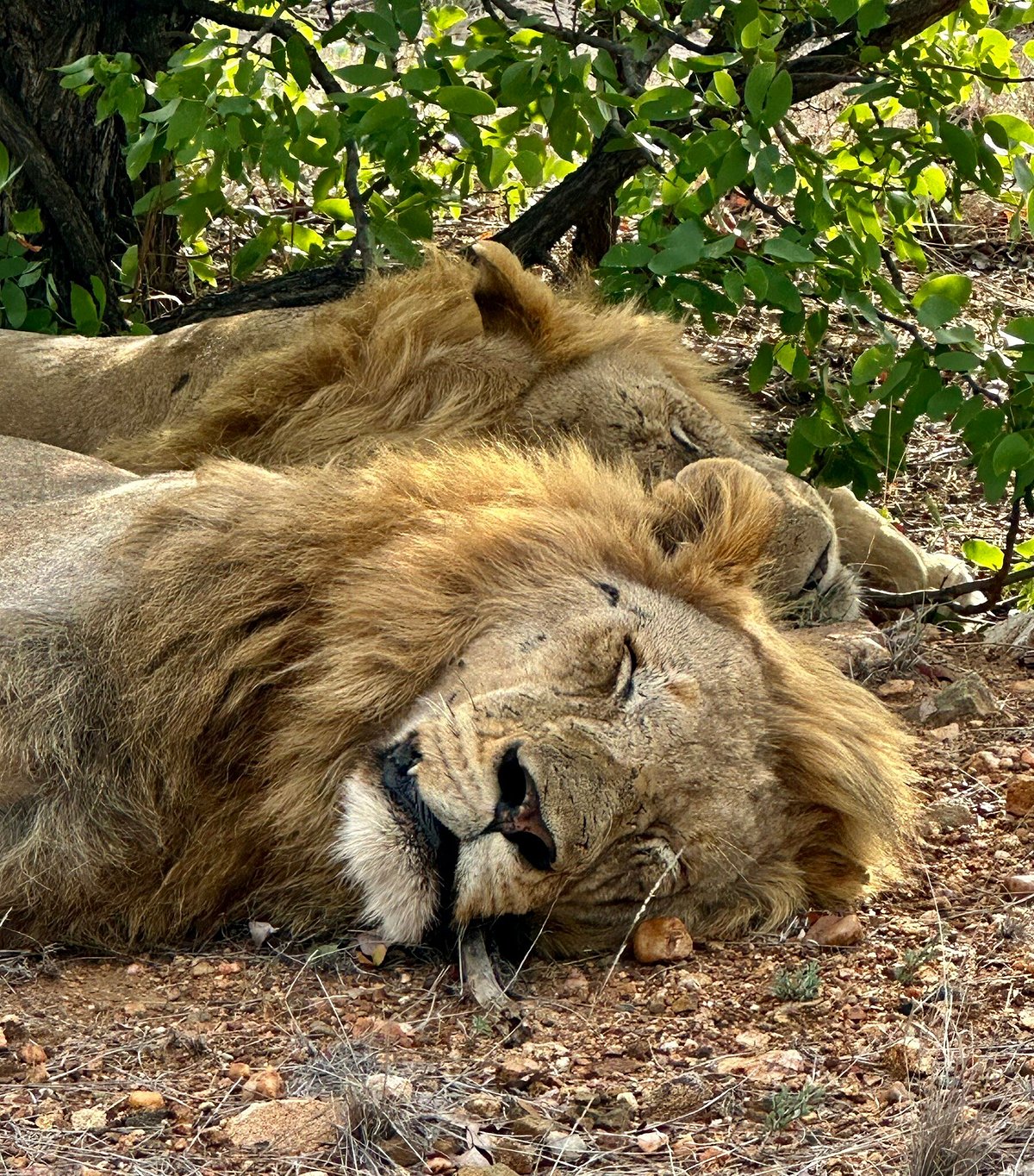 Safari.com — tour operator in Cape Town, South Africa – photo 5