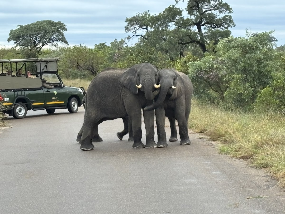 African Overland Tours — tour operator in Cape Town, South Africa – photo 3