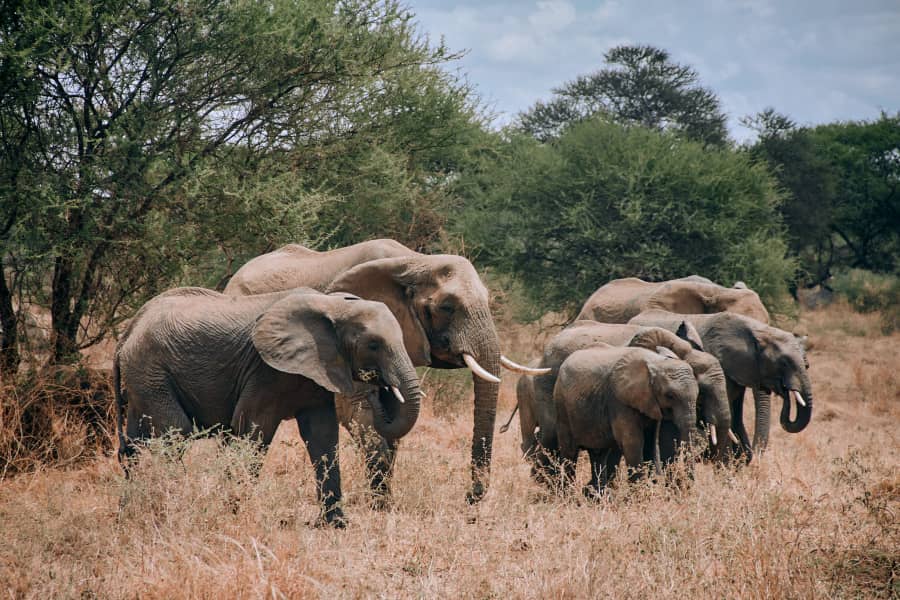 AFRICA NATURAL TOURS L.T.D — tour operator in Mkwawa Avenue, South Africa – photo 4