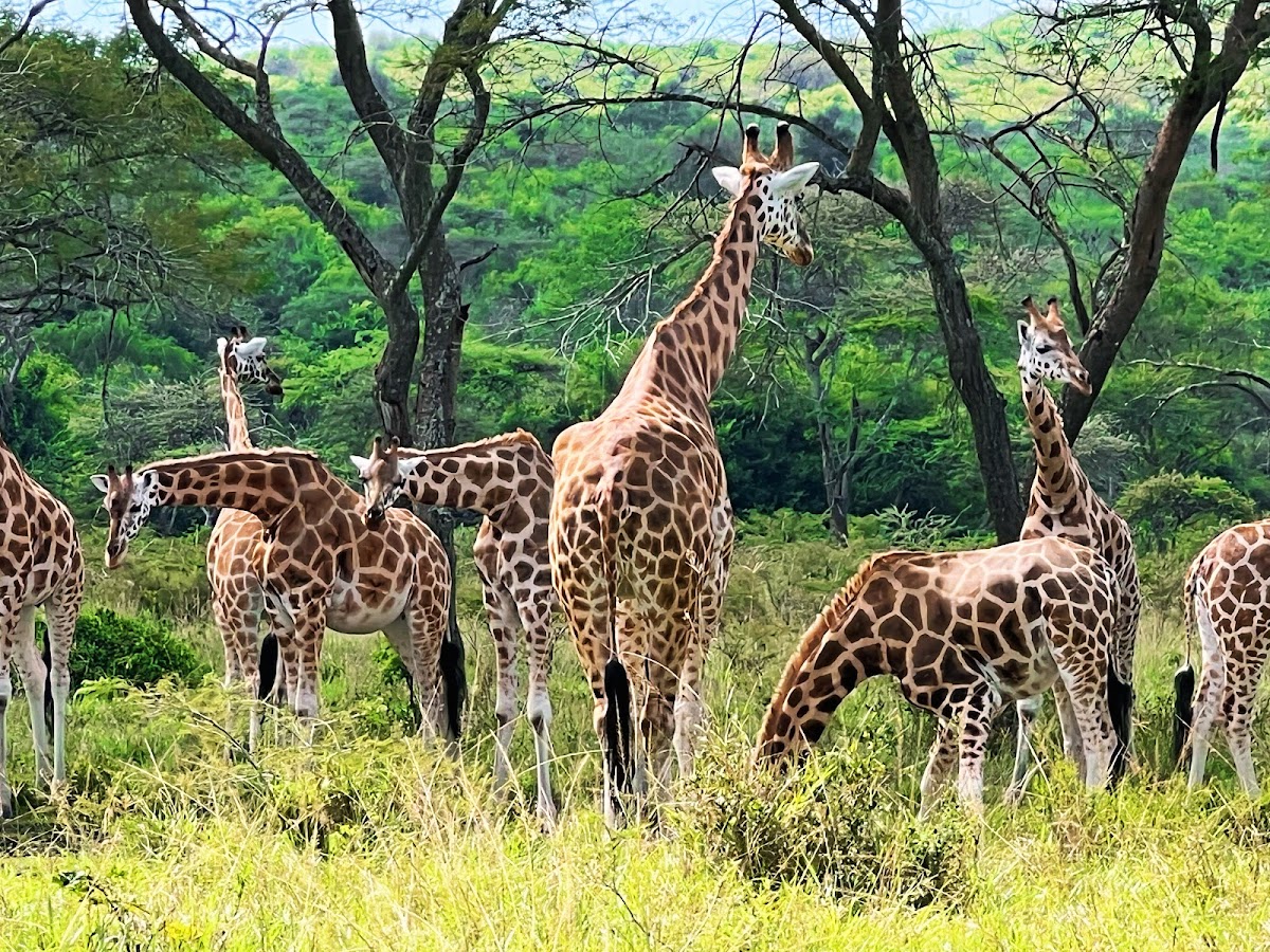 NSHEKA AFRICAN ADVENTURES — tour operator in 25 Old Kampala Rd, Uganda – photo 2