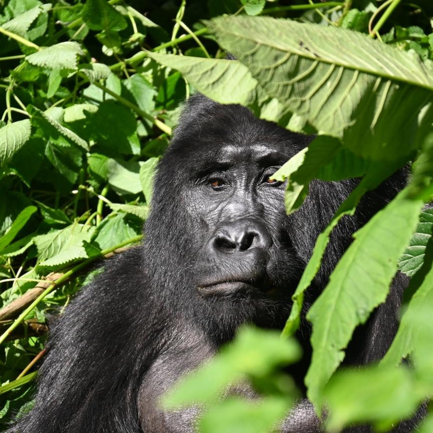 NSHEKA AFRICAN ADVENTURES — tour operator in 25 Old Kampala Rd, Uganda – photo 4