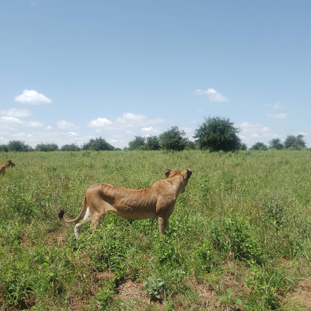 Full Package Adventures - Best Safari Company in Tanzania — tour operator in 14748 Pangani St, Tanzania – photo 2
