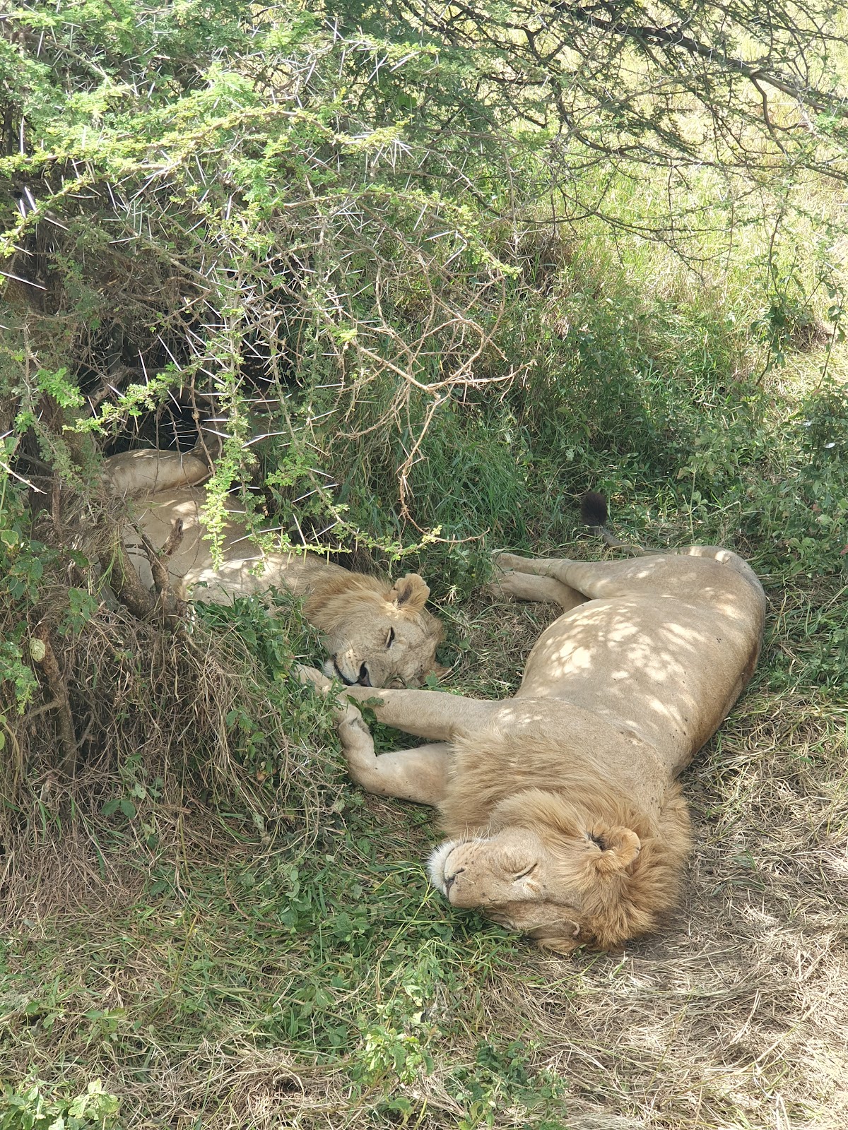 Full Package Adventures - Best Safari Company in Tanzania — tour operator in 14748 Pangani St, Tanzania – photo 1