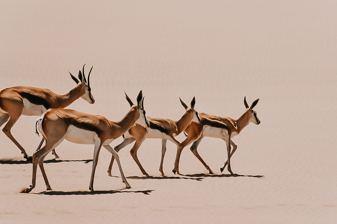 Namibia Dream Safaris & Tours — tour operator in 1 Bismarck St, Namibia – photo 6