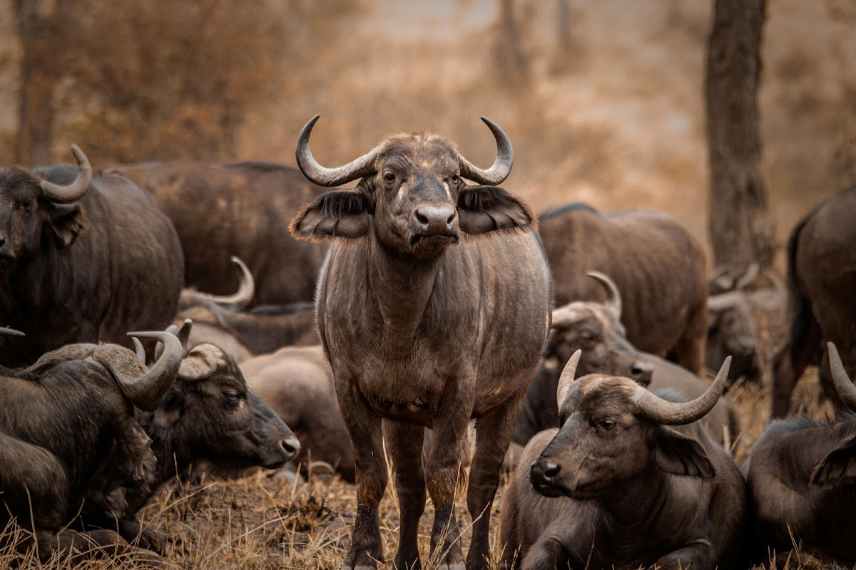 KILISERENGORO TOURS :Kilimanjaro Hiking Company | Tanzania 2-3-4-5 Days Safari Serengeti Migration | Tour Operators in Moshi — tour operator in TZ, Tanzania – photo 5