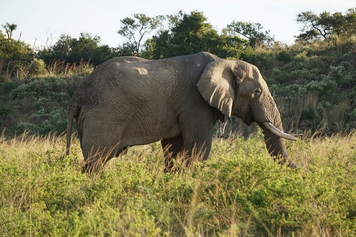 KILISERENGORO TOURS :Kilimanjaro Hiking Company | Tanzania 2-3-4-5 Days Safari Serengeti Migration | Tour Operators in Moshi — tour operator in TZ, Tanzania – photo 6