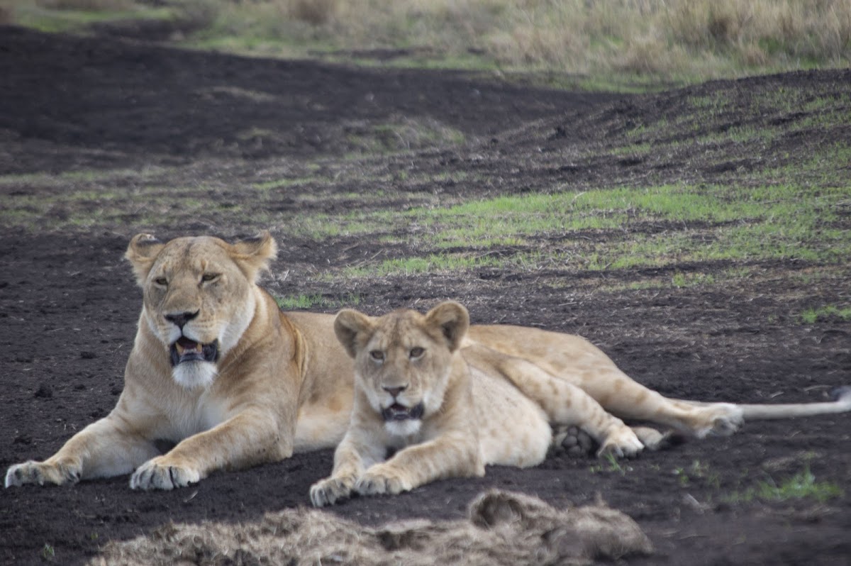 KILISERENGORO TOURS :Kilimanjaro Hiking Company | Tanzania 2-3-4-5 Days Safari Serengeti Migration | Tour Operators in Moshi — tour operator in TZ, Tanzania – photo 4