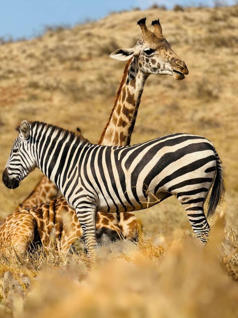 KILISERENGORO TOURS :Kilimanjaro Hiking Company | Tanzania 2-3-4-5 Days Safari Serengeti Migration | Tour Operators in Moshi — tour operator in TZ, Tanzania – photo 2