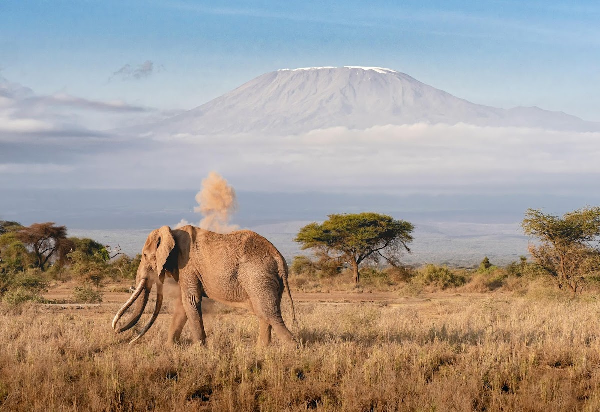 KILISERENGORO TOURS :Kilimanjaro Hiking Company | Tanzania 2-3-4-5 Days Safari Serengeti Migration | Tour Operators in Moshi — tour operator in TZ, Tanzania – photo 3