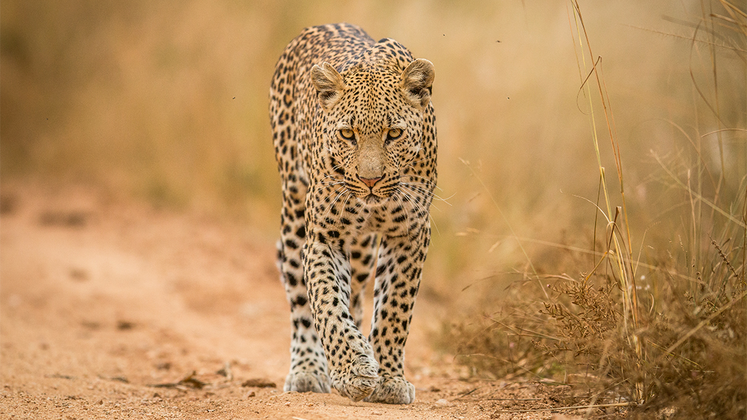 Jewel of Africa Safaris - Luxurious Safaris Africa — tour operator in Pretoria, South Africa – photo 1