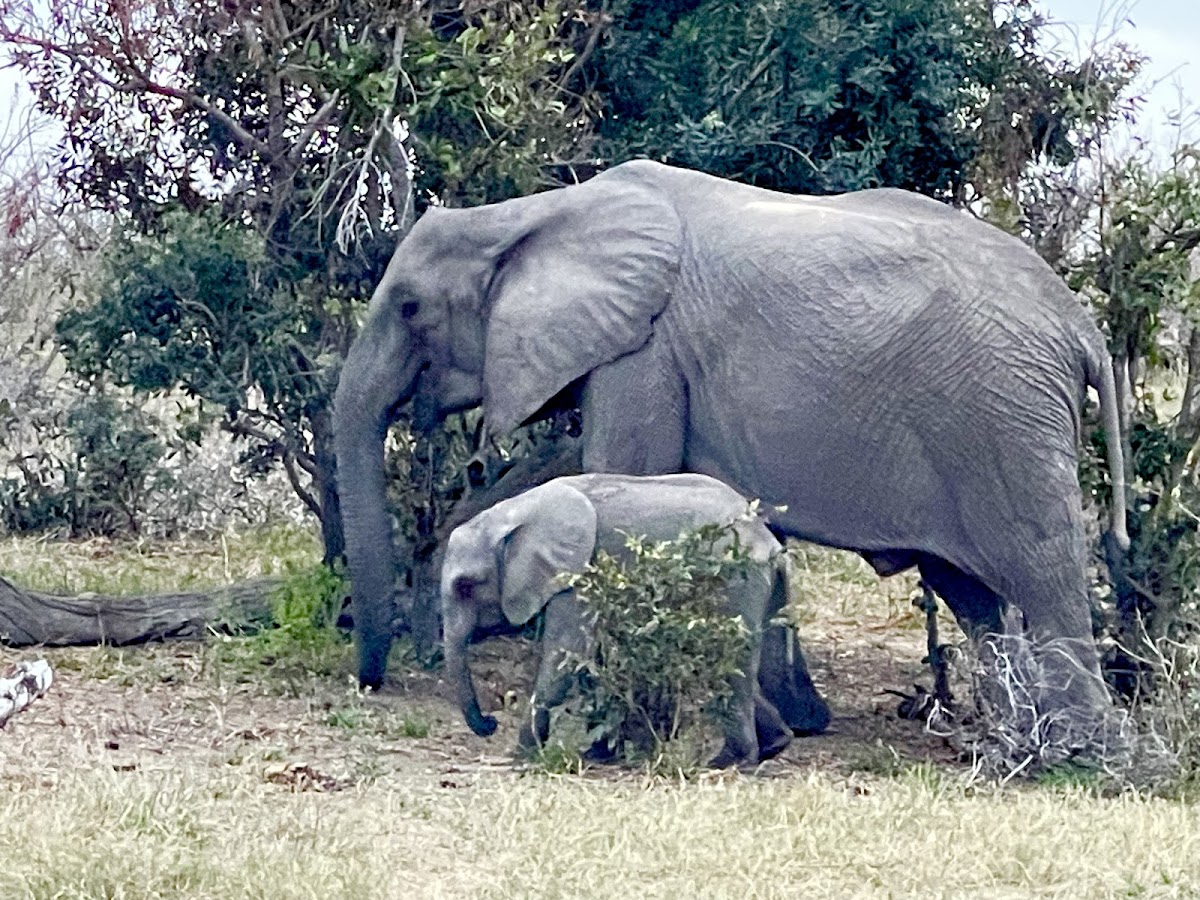 Jewel of Africa Safaris - Luxurious Safaris Africa — tour operator in Pretoria, South Africa – photo 2