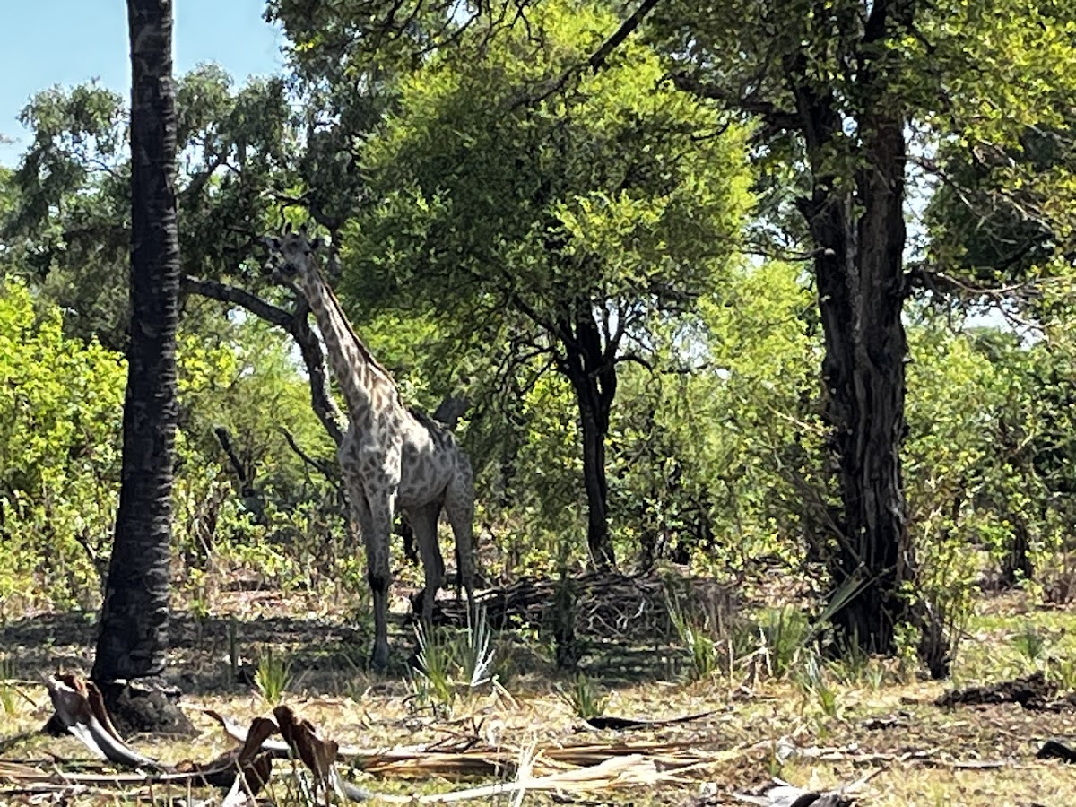 Safari Wild Tours Zambia — tour operator in John Hunt Way, Zambia – photo 1