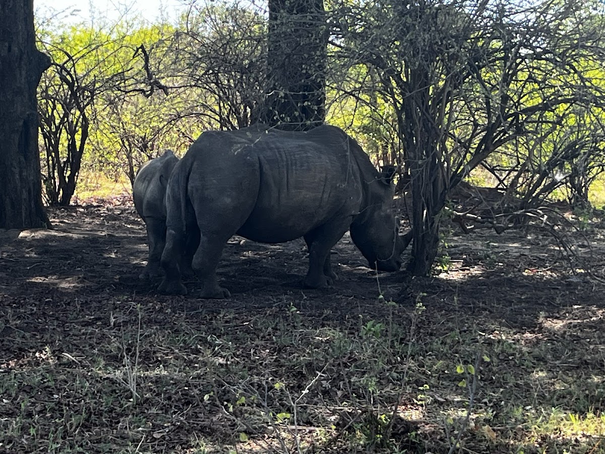 Safari Wild Tours Zambia — tour operator in John Hunt Way, Zambia – photo 2