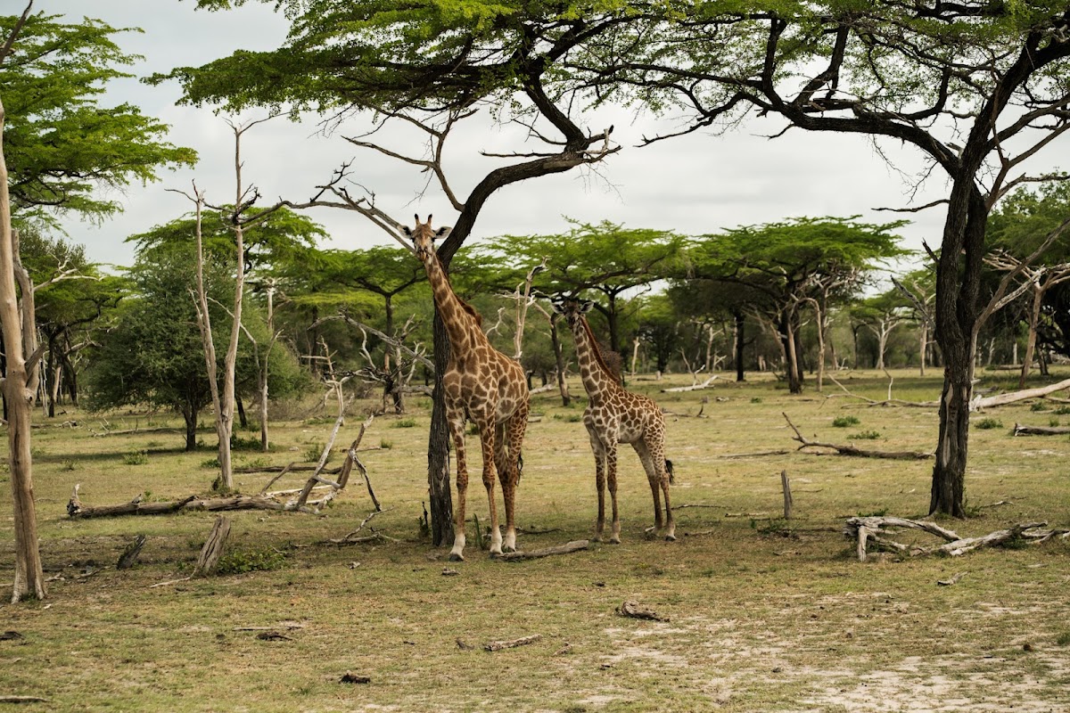 Uwanda Tours And Safaris — tour operator in Dar es Salaam, Tanzania – photo 2
