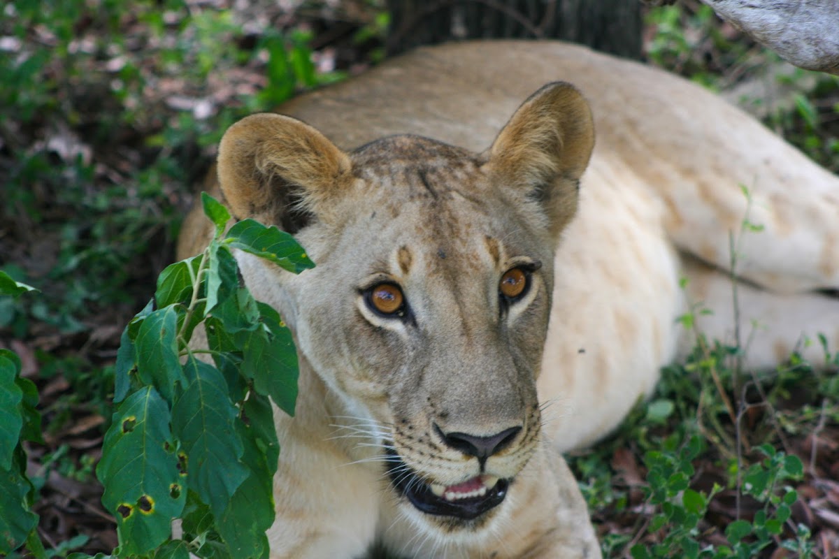 Uwanda Tours And Safaris — tour operator in Dar es Salaam, Tanzania – photo 6