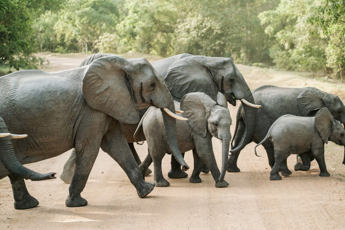 Uwanda Tours And Safaris — tour operator in Dar es Salaam, Tanzania – photo 3