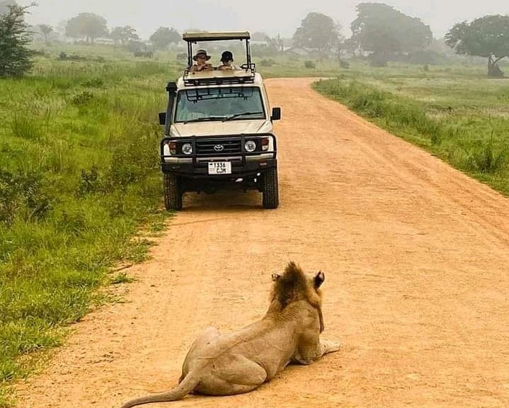 KIZZA TOURS AND SAFARIS -The best Africa Tanzania safari company and mount Kilimanjaro climbing tour operator 2026 - 2027 — tour operator in Tanzania – photo 6