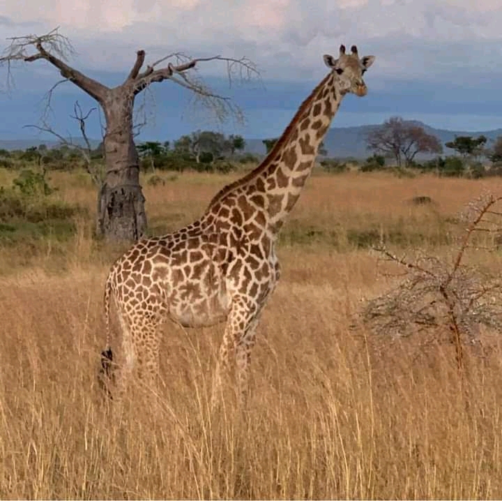 KIZZA TOURS AND SAFARIS -The best Africa Tanzania safari company and mount Kilimanjaro climbing tour operator 2026 - 2027 — tour operator in Tanzania – photo 3