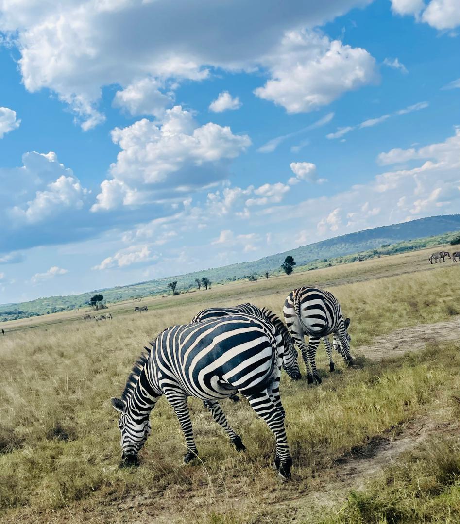 Neza SAFARIS — tour operator in 23 KN 4 Ave, Rwanda – photo 4