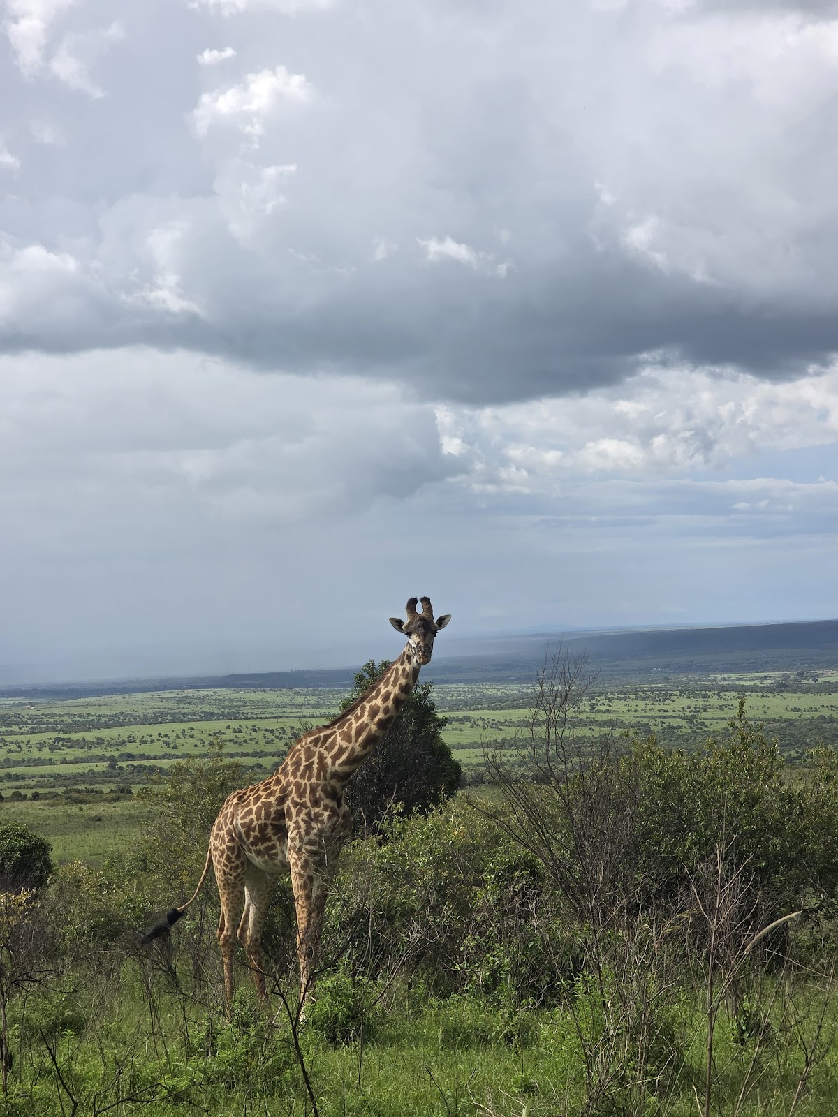 Safari Update Travels Ltd. — tour operator in City market, Kenya – photo 5