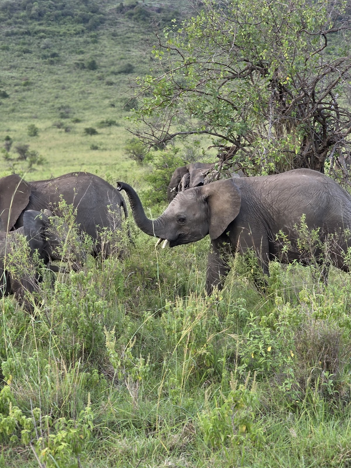 Safari Update Travels Ltd. — tour operator in City market, Kenya – photo 4