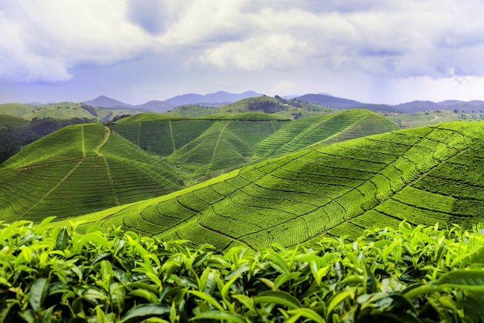Eco Terra Vista Tours — tour operator in Musanze, Rwanda – photo 1