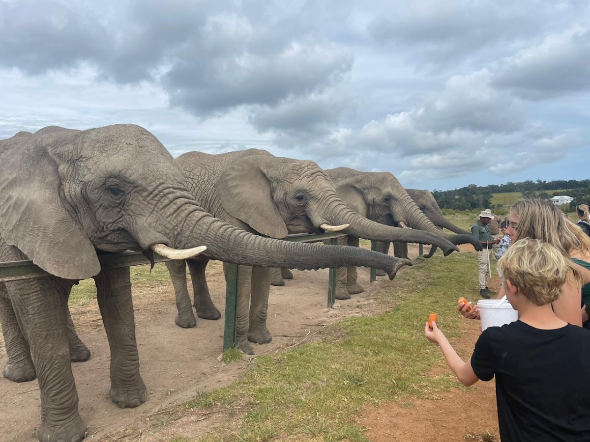 Divine Africa Tours & Travel — tour operator in Cape Town, South Africa – photo 5